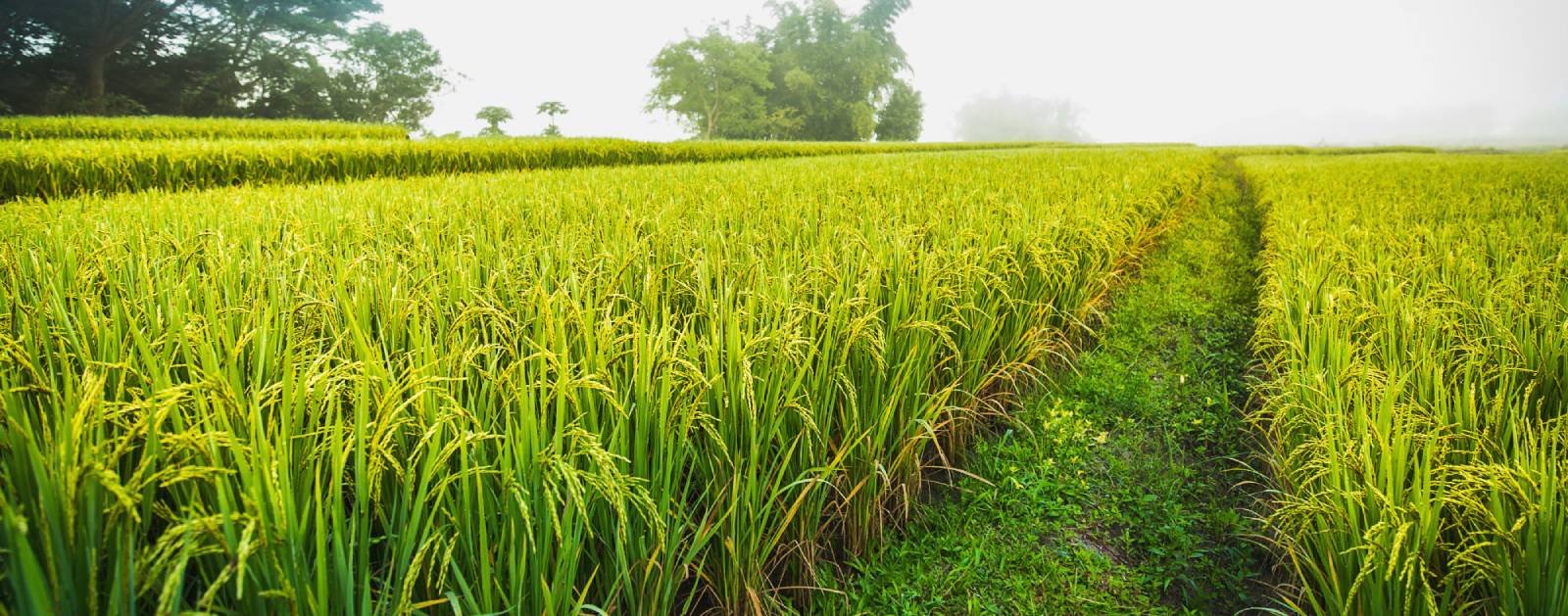 Rice paddy farm — Andhra Pradesh