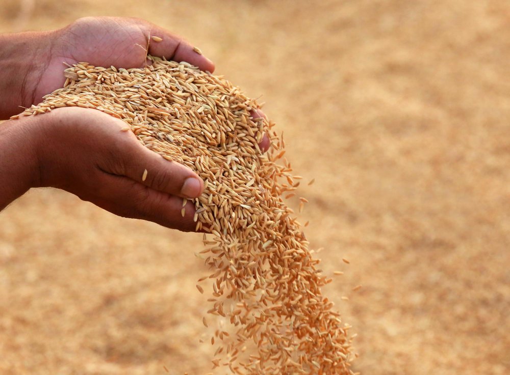 Fresh grain harvest