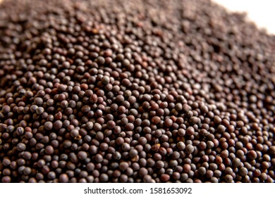 Mustard Seeds (Avalu)
