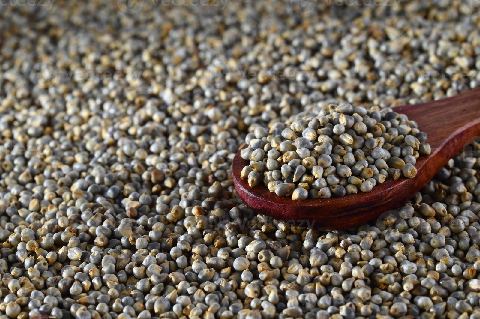 Bajra (Pearl Millet)