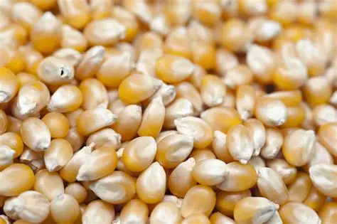 Dried raw Corn